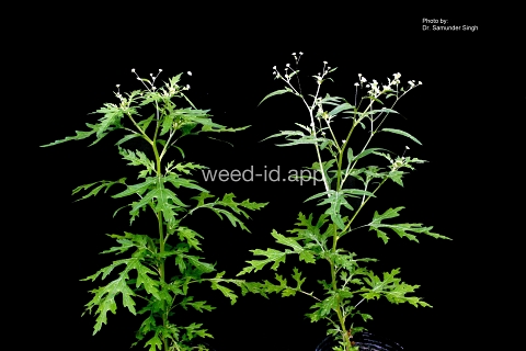 parthenium, ragweed